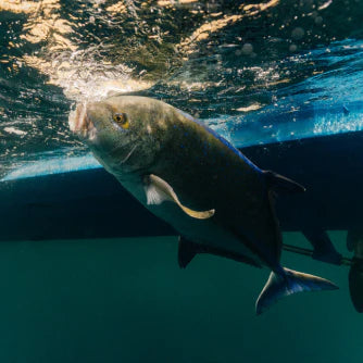 Fish underwater